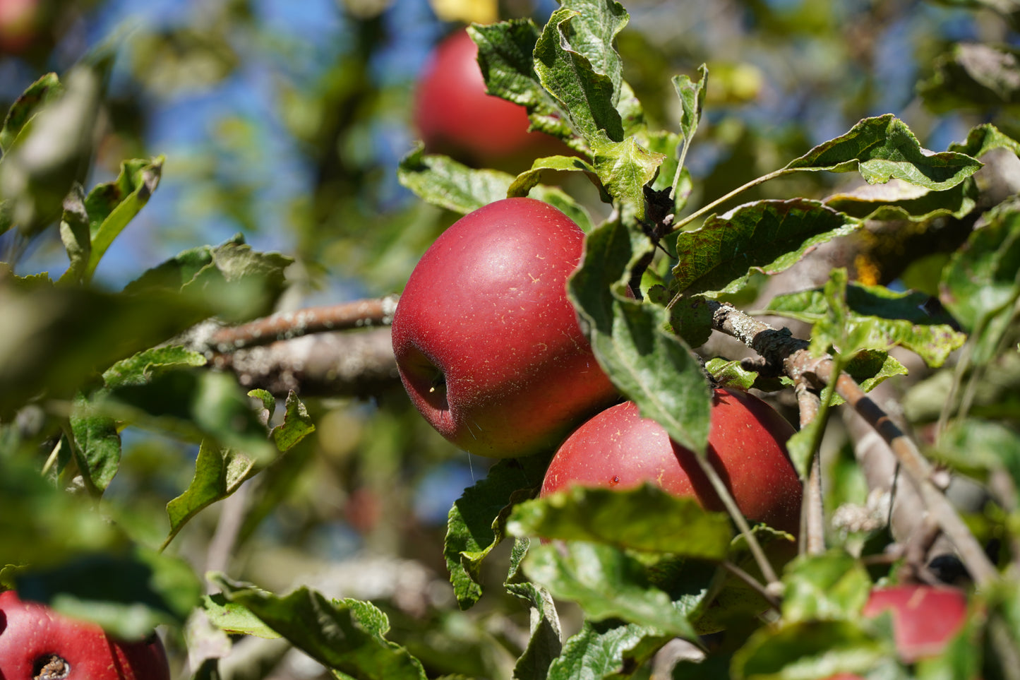 Apfel-Zwetschgenbrand