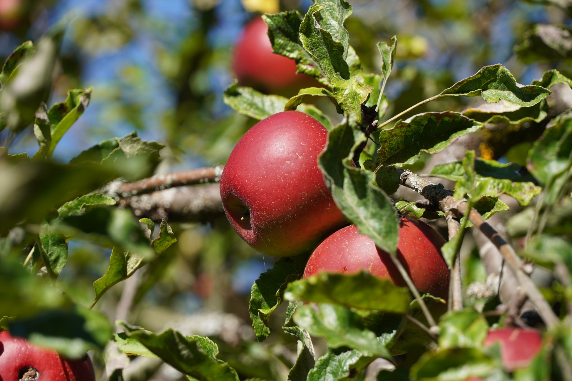 Rote Äpfel an einem Ast mit grünen Blättern.