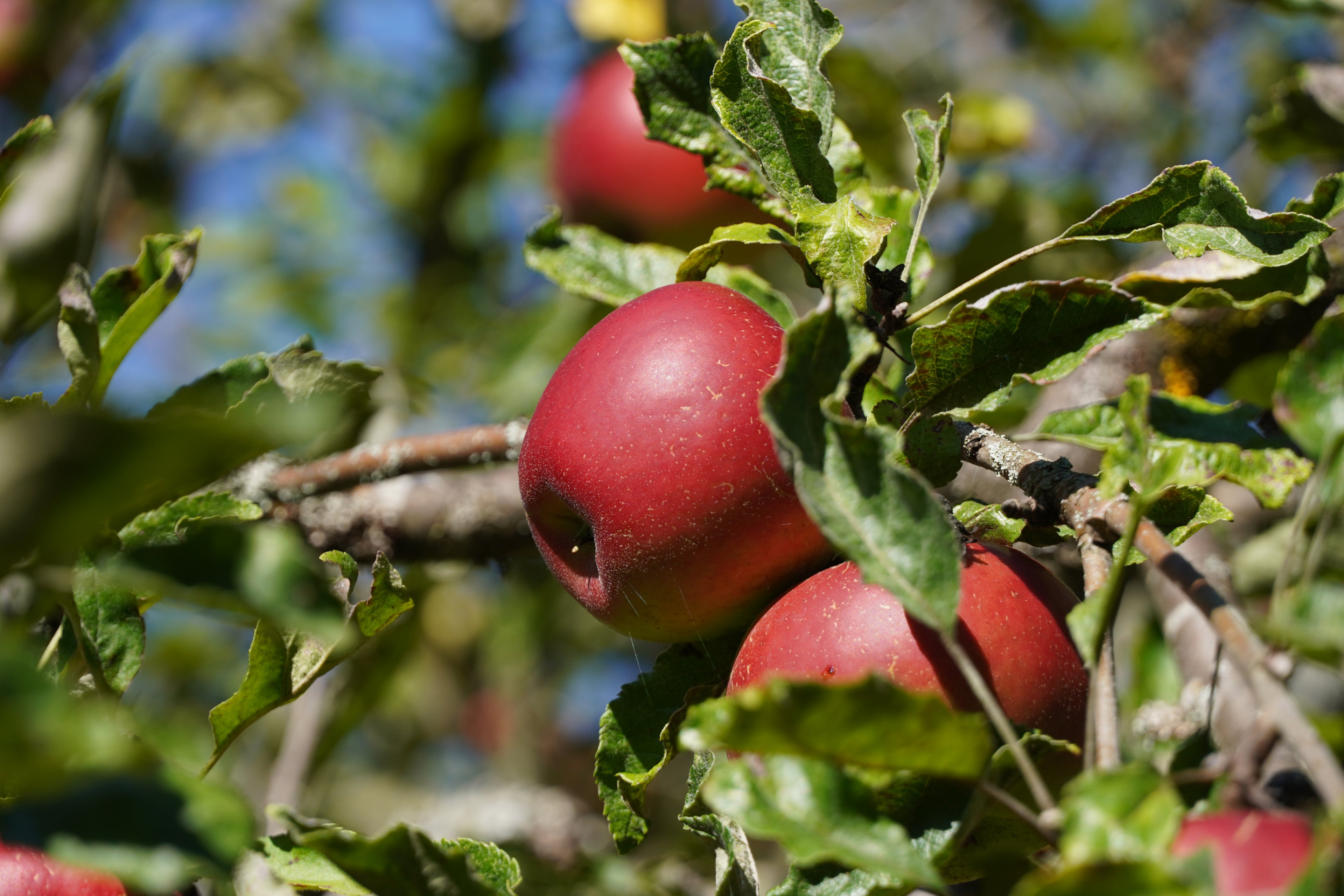 Knallrote Äpfel an einem Apfelbaum die von der Sonne beleuchtet werden.