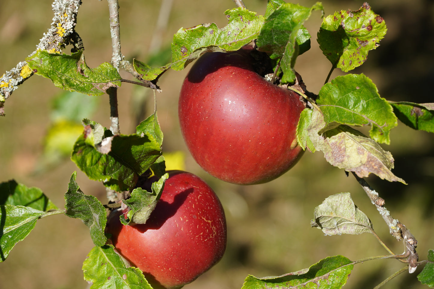 Apfel-Kornelkirschenbrand