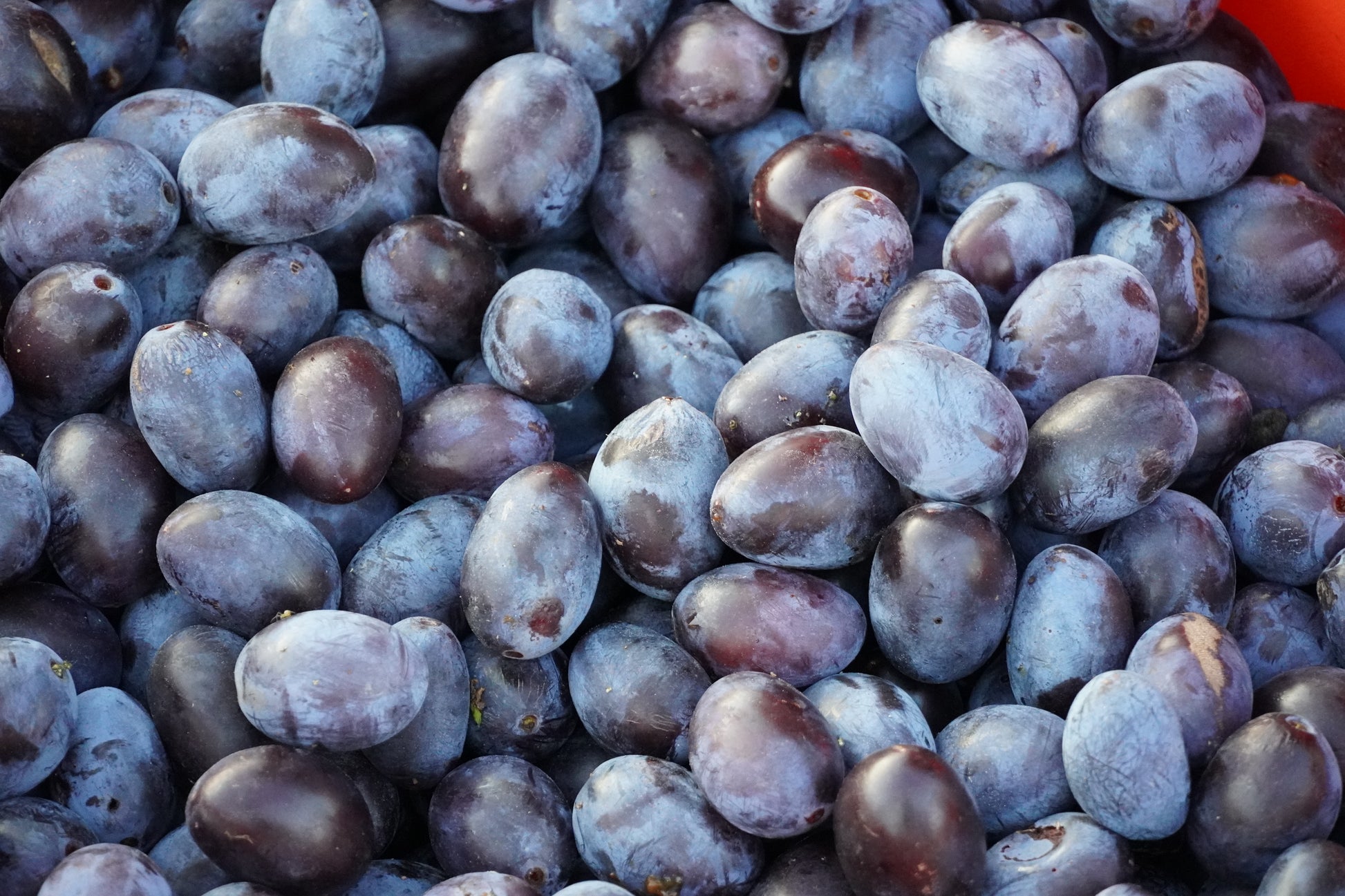 Zahlreiche blau-violette Zwetschgen.