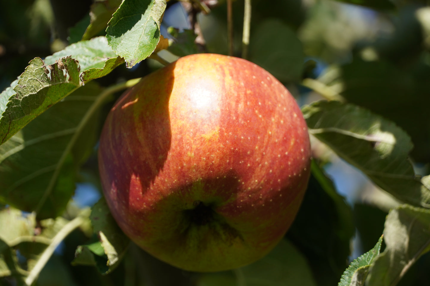 Apfel-Vogelbeerbrand