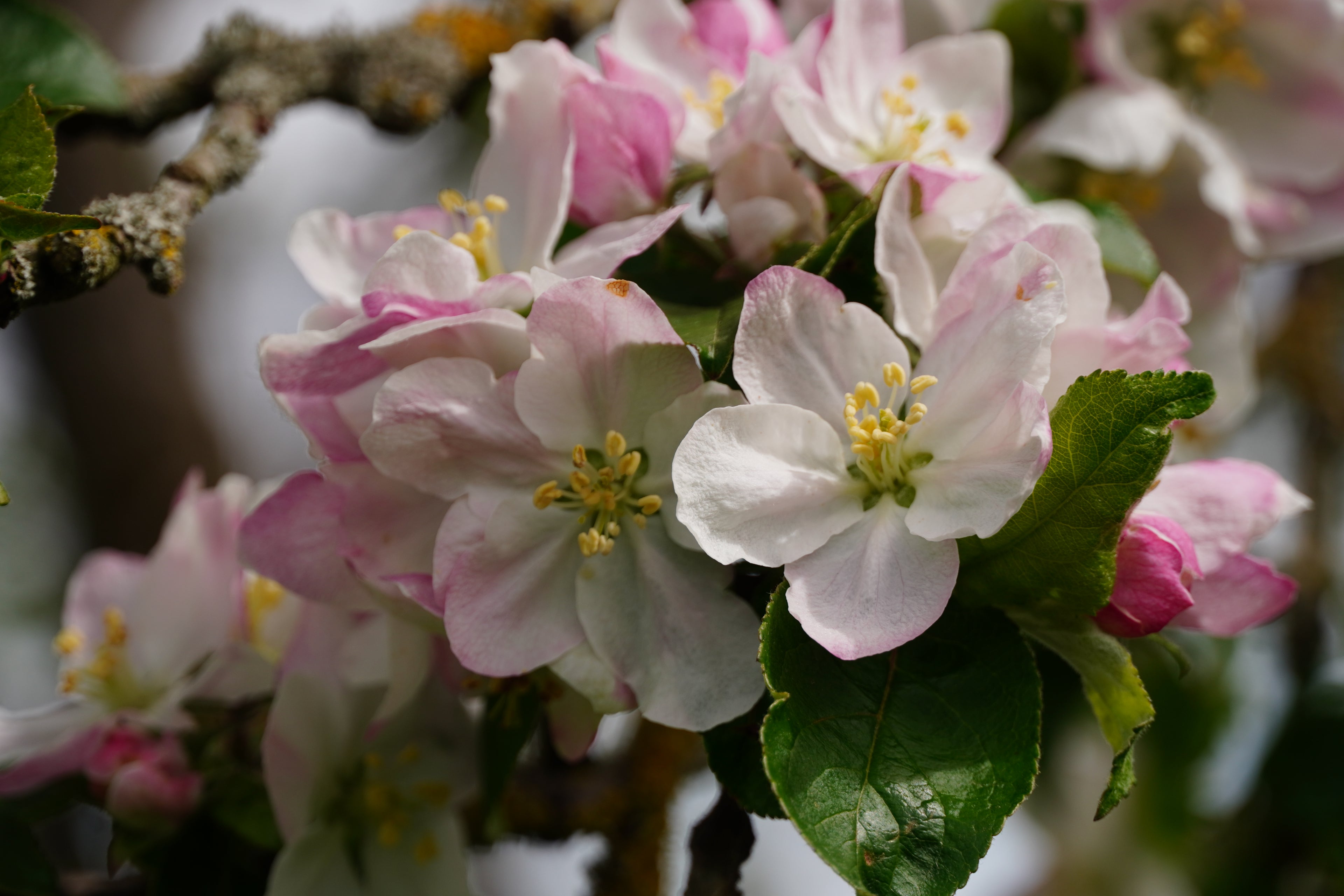 Weiße Blüten mit rosafarbenen Akzenten an einem Ast.