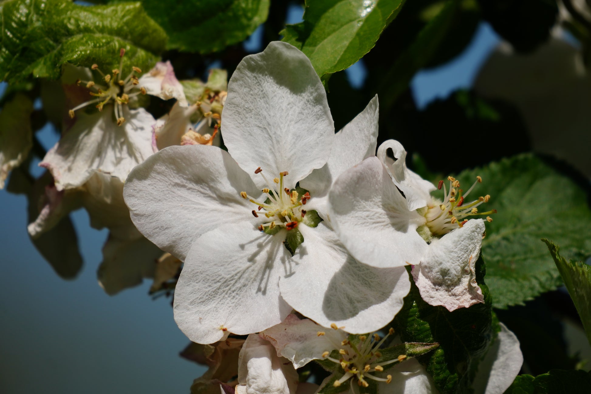 Weiße Blüte und grüne Blätter vor einem blauen Himmel.