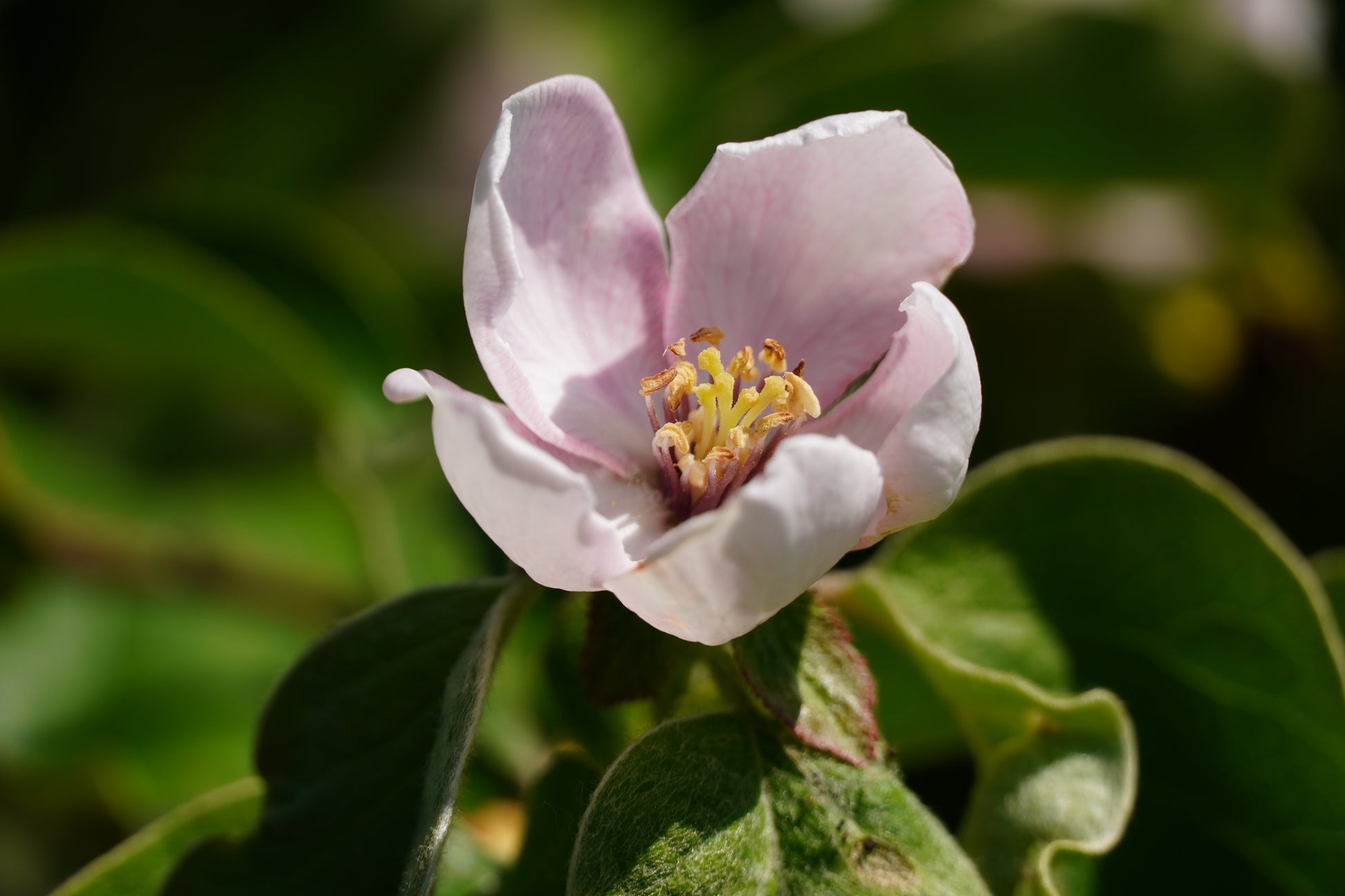 Weiß-rosafarbene Blüte und grüne Blätter.
