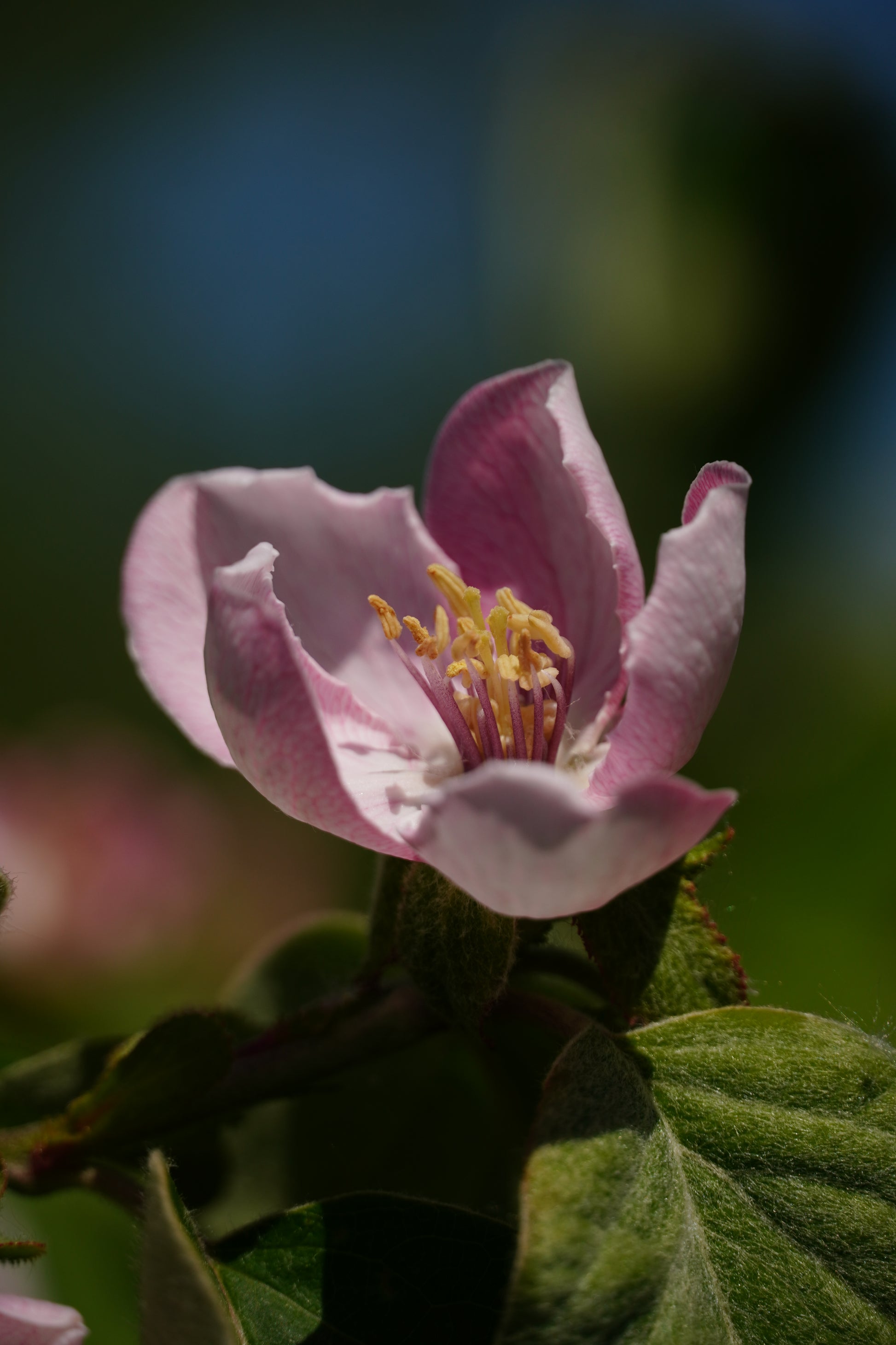 Rosafarbene Blüte und grüne Blätter vor einem verschwommenen Hintergrund.