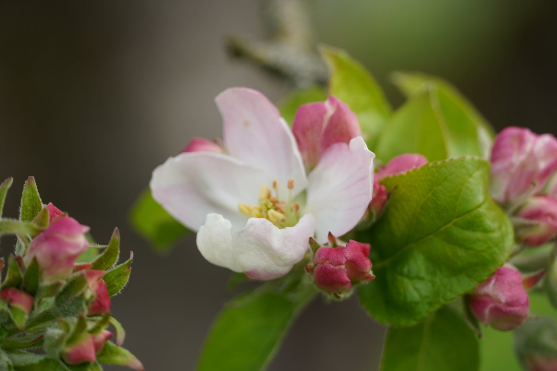 Weiße Apfelblüte neben noch geschlossenen, rosafarbenen Blütenknöpfen.