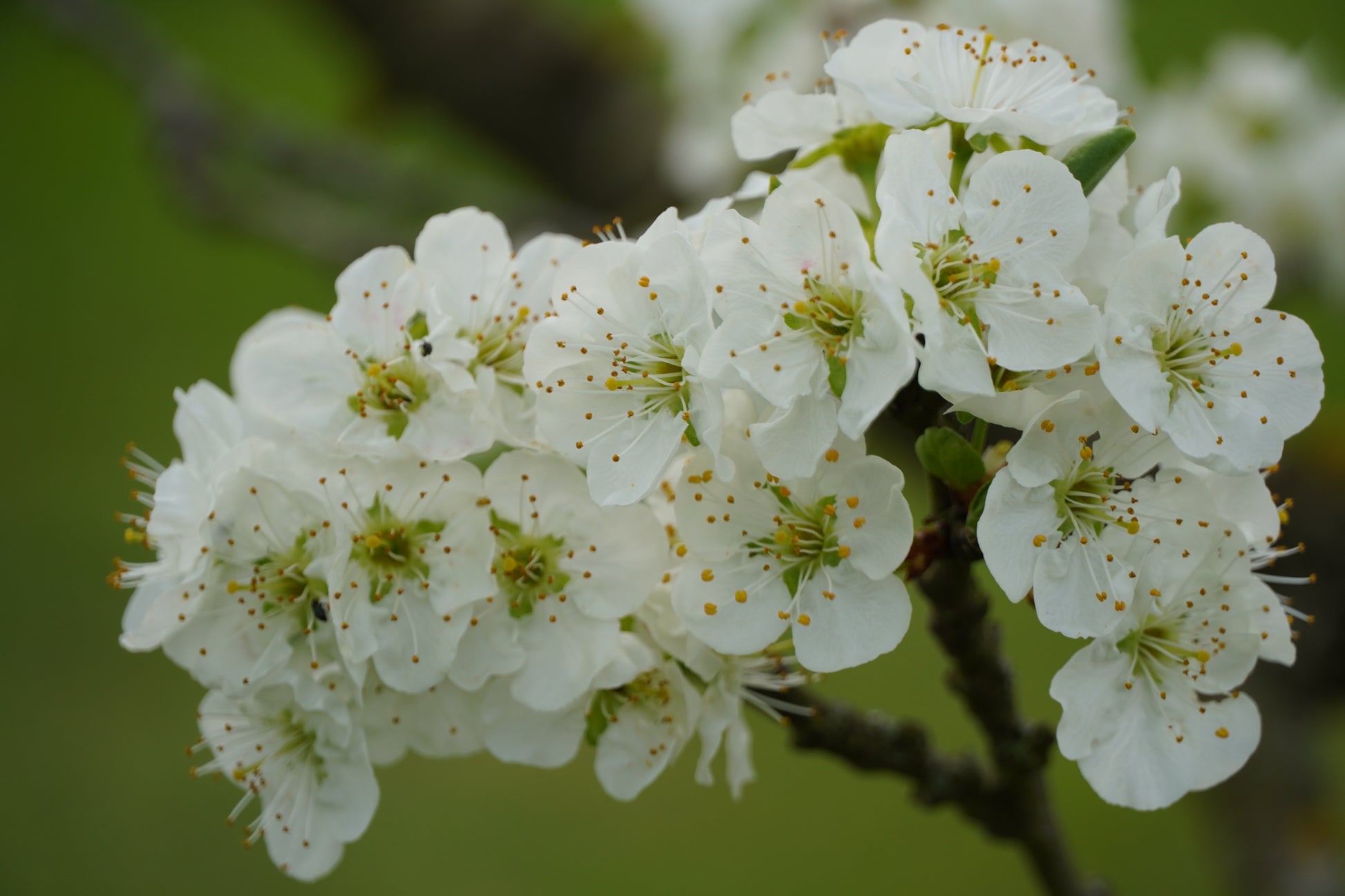 Zahlreiche weiße Blüten eines Apfelbaumes.