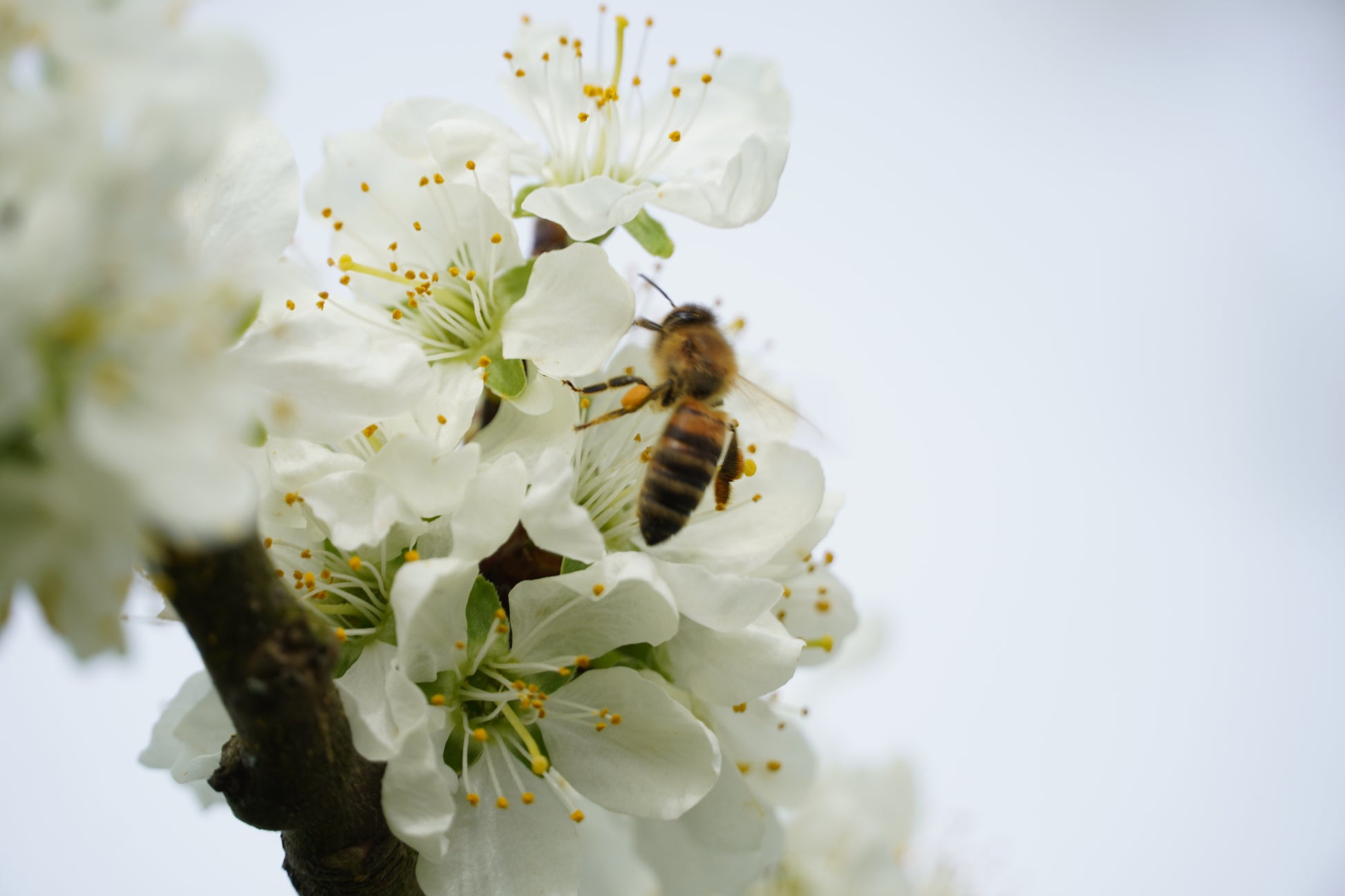 Eine Honigbiene die auf einer weißen Apfelblüte sitzt.