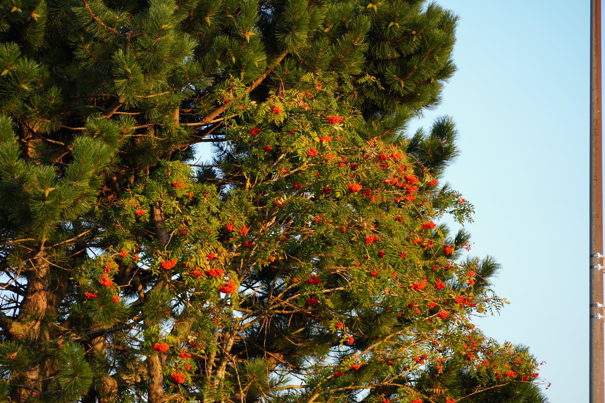 Obere Hälfte einer Eberesche mit zahlreichen Vogelbeeren. Im Hintergrund eine Kiefer.