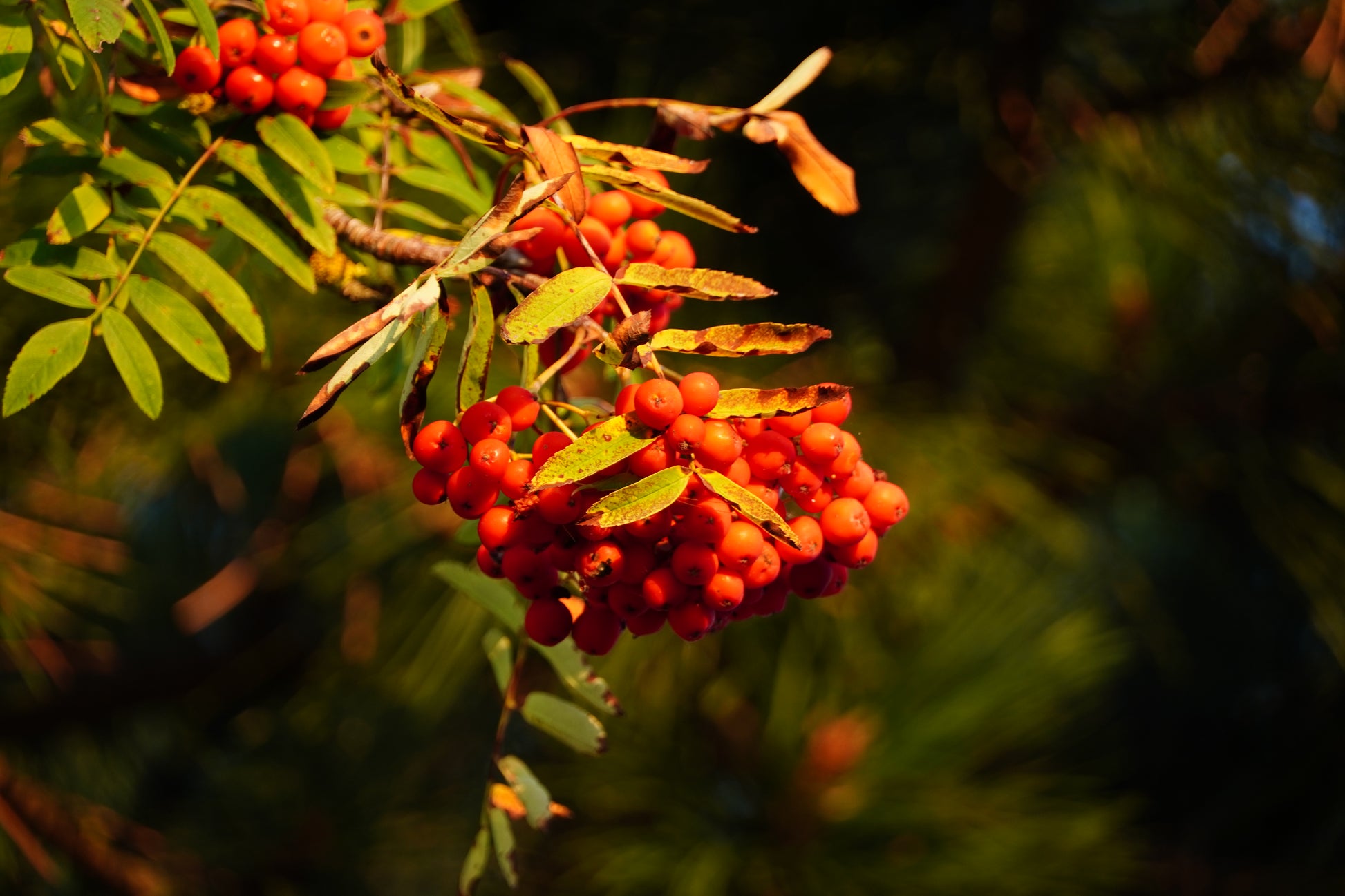 Orangefarbene Vogelbeeren an einem Zweig mit grünen Blättern vor einem dunkelgrünen, verschwommenen Hintergrund. Der Zweig wird von der Sonne beschienen.