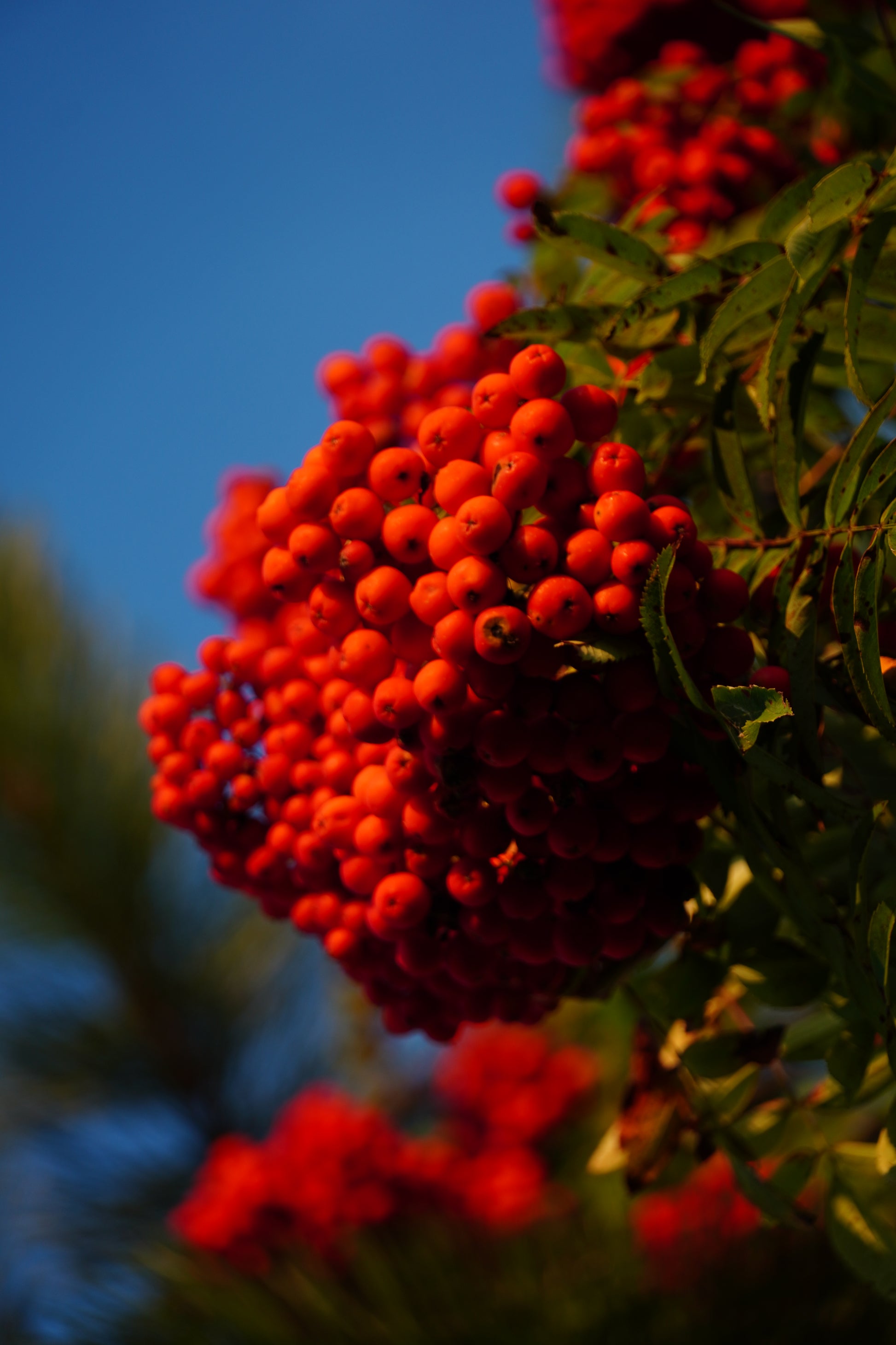 Zahlreiche rot-orangefarbene Vogelbeeren vor einem blauen Hintergrund an einem Baum, Blätter sind zu erkennen.
