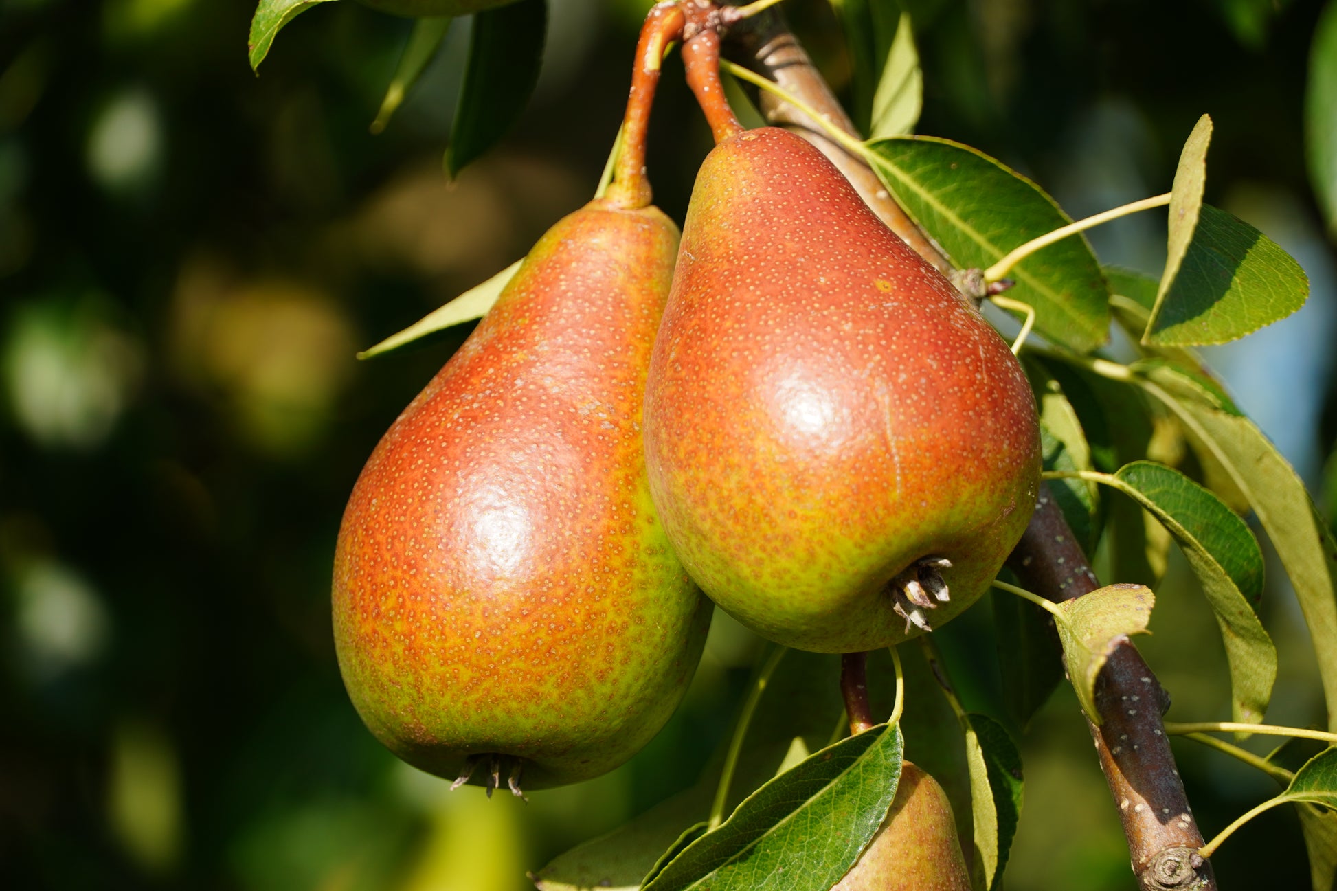 Zwei leuchtend rote Birnen die an einem Ast mit grünen Blättern hängen.