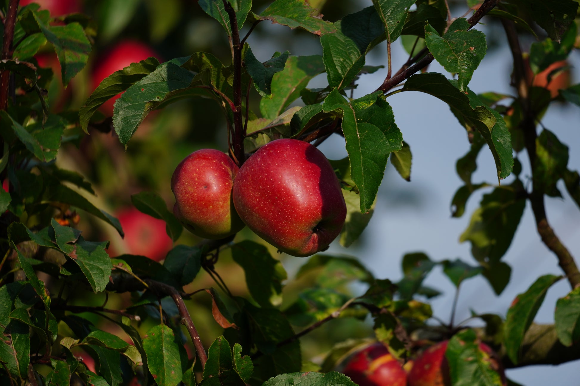 Rote Äpfel an Ästen mit grünen Blättern.