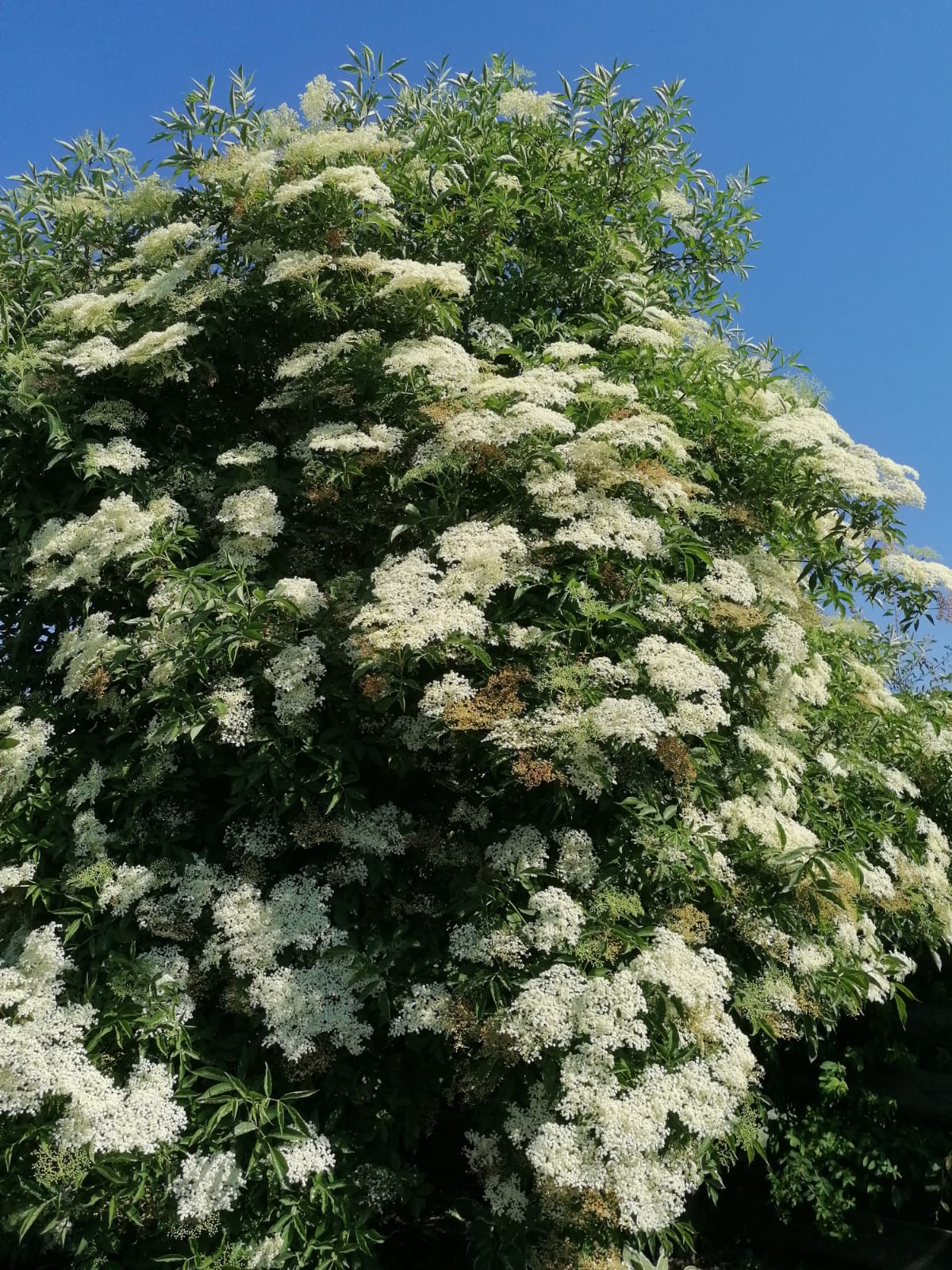 Strauch eines Schwarzen Holunders mit vielen weißen Blüten.