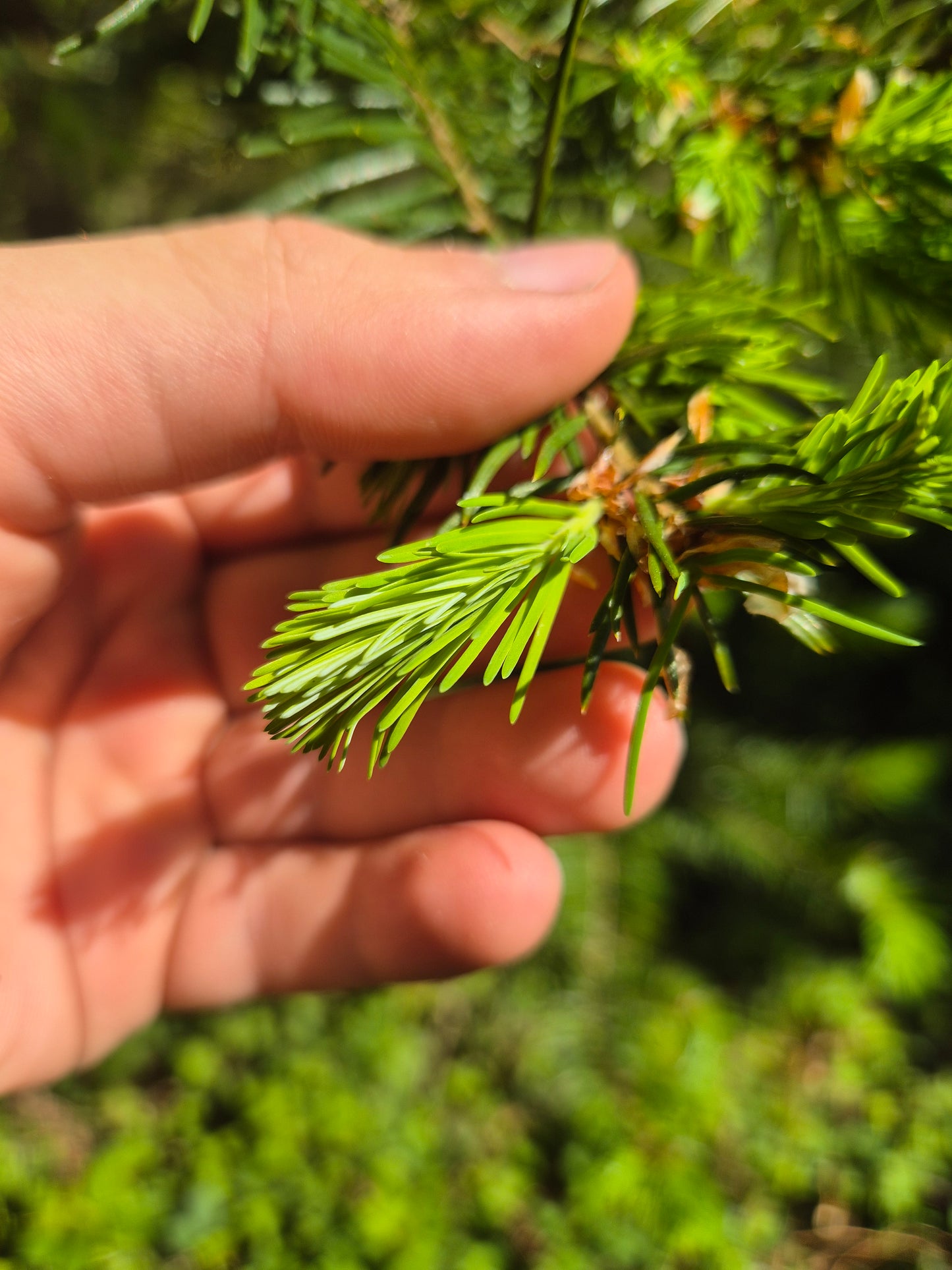 Aqua picea