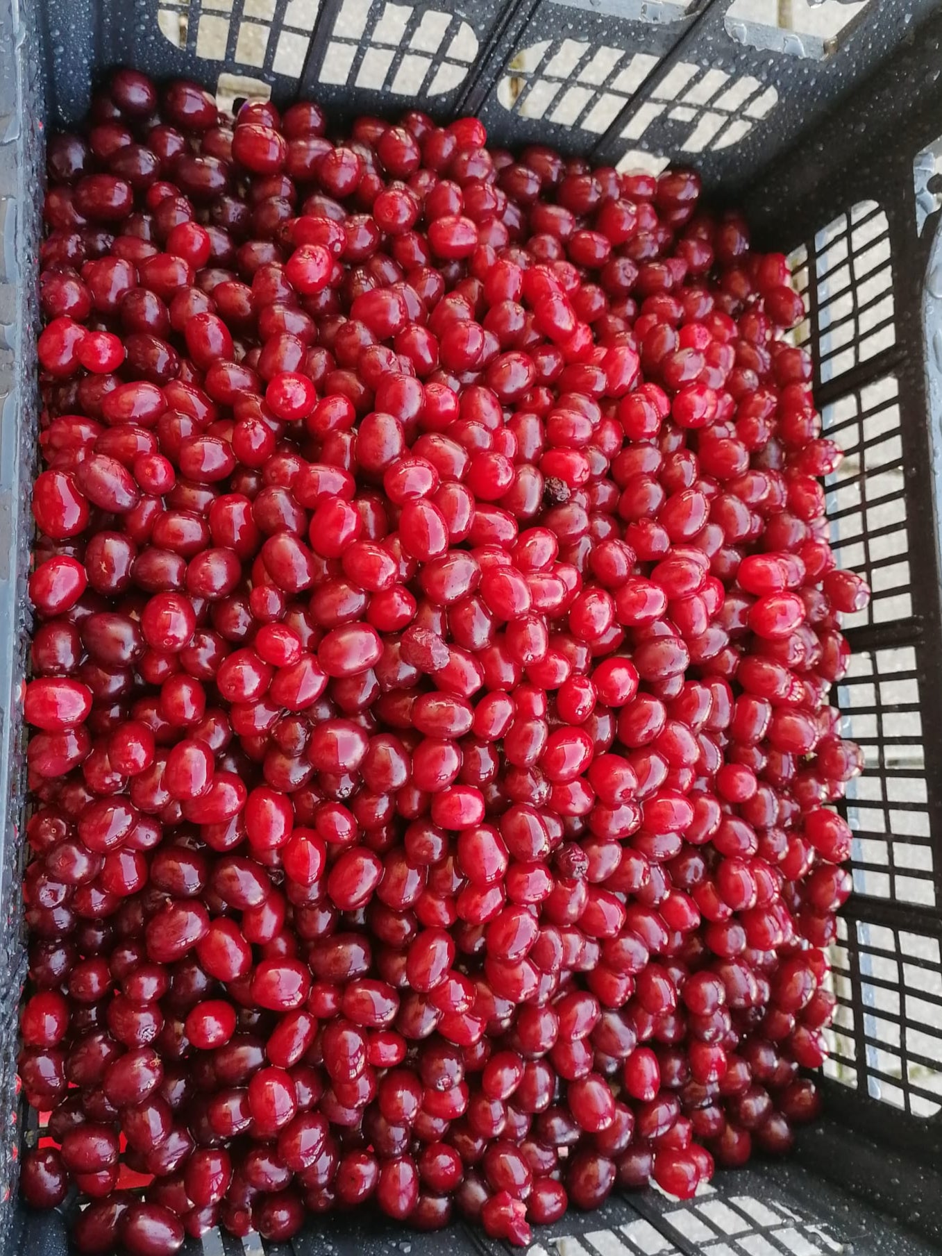 Apfel-Kornelkirschenbrand