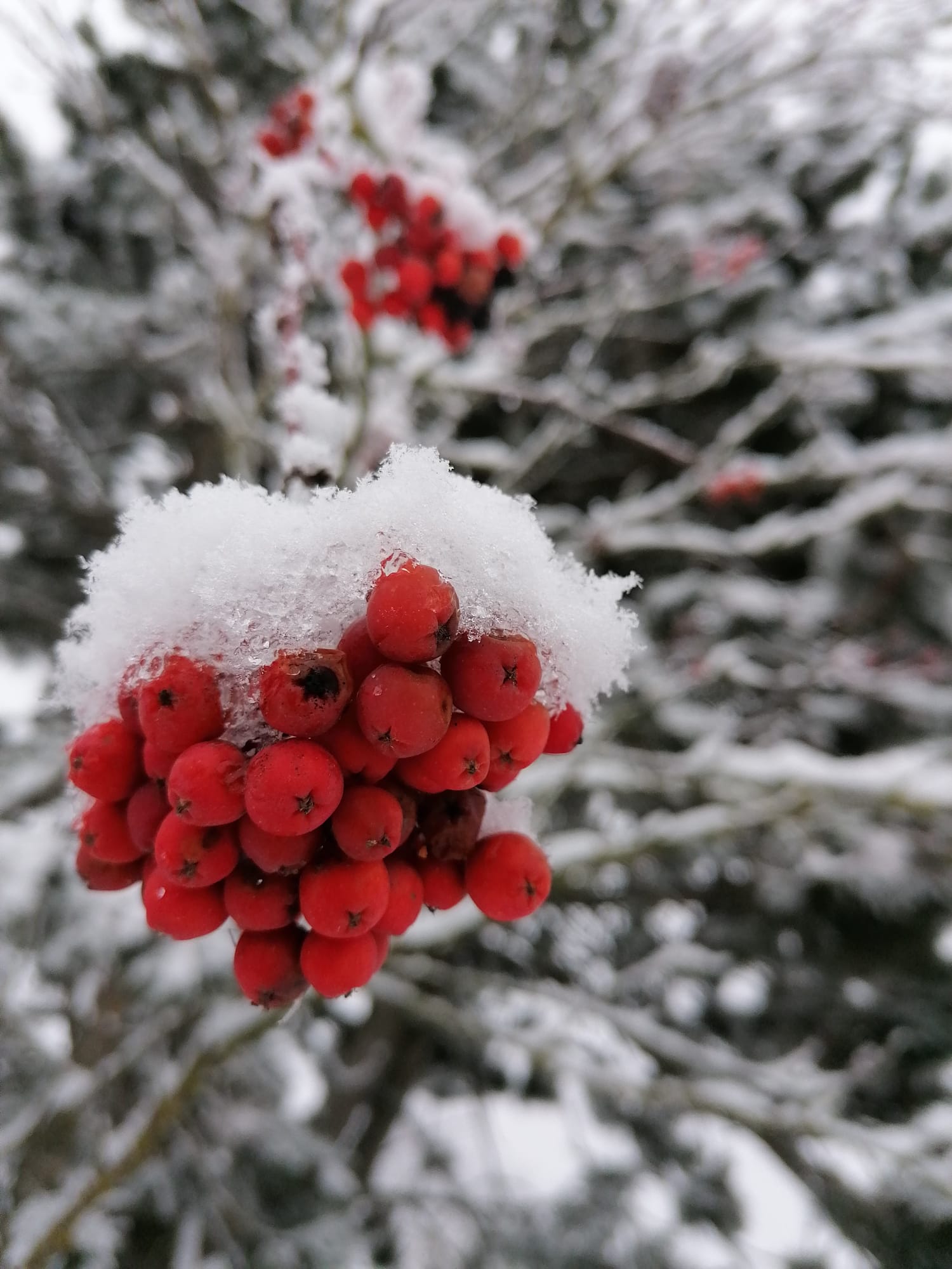 Knäuel von roten Vogelbeeren die mit Schnee bedeckt sind.
